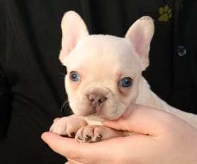 French Bulldog Puppies for Sale Lancaster Puppies