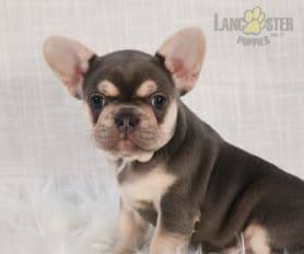 Puppies for sale in Sugarcreek OH Lancaster Puppies