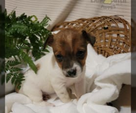 Jack Russell Terrier Puppies for Sale Lancaster Puppies