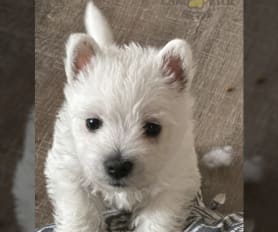 Westie puppies for sale kennel club deals