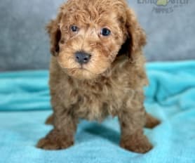 Miniature Poodle Puppies for Sale Lancaster Puppies