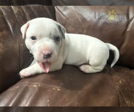 Short legged pitbull puppies for sale online