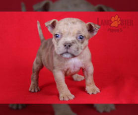 Mini bully puppies for sale clearance