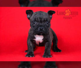 Mini bully puppies for sale 2025