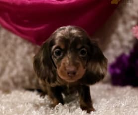 Mini long haired dapple dachshund for sale on sale