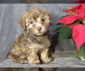 Toy schnoodle puppies 2025