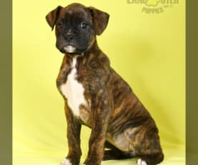 Pedigree boxer puppies for sale hotsell