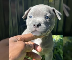 Solid white pitbull puppies for sale 2025