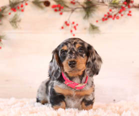 Mini longhaired dachshund puppies for sale online