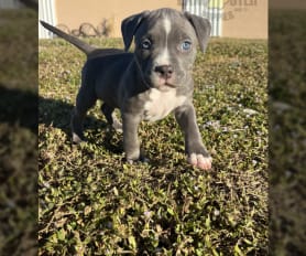 Champion pitbull puppies for sale on sale