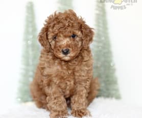 Cadence Toy Poodle Puppy for Sale in New Holland PA Lancaster Puppies