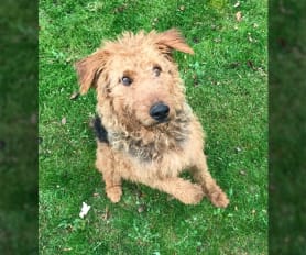 Small airedale terrier for sale hotsell