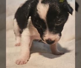 Border Collie Puppies for Sale Lancaster Puppies