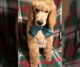 Red standard poodle puppies for sale near me hot sale