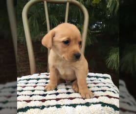 Short hair labrador puppy for sale hotsell