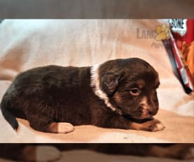 Border Collie Puppies for Sale Lancaster Puppies