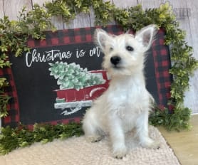 Pedigree westies for sale online