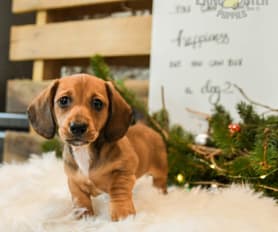 Dachshund Puppies for Sale Lancaster Puppies