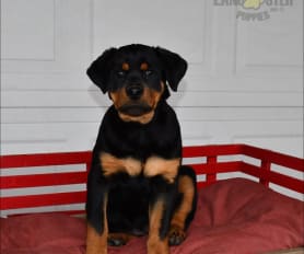 Rottweiler puppy online purchase hotsell