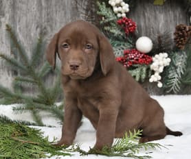 Pedigree chocolate labrador puppies for sale online