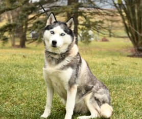 Kc registered husky puppies for sale store