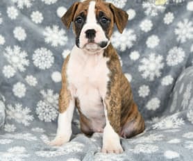 Boxer Puppies for Sale Lancaster Puppies