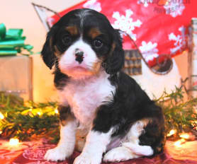 Kc registered cavalier king charles puppies for sale online