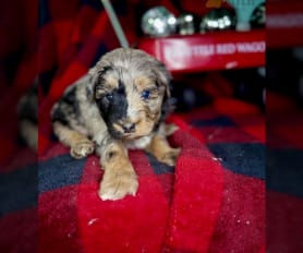 Southern Paws Kennels Lancaster Puppies