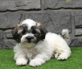 Zuchon puppies for sale cheap