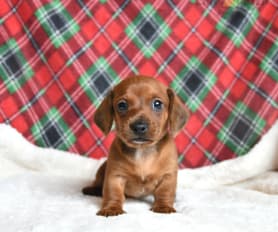 Miniature Dachshund Puppies for Sale Lancaster Puppies