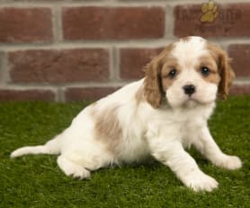 Kennel club cavalier king charles spaniel puppies for sale on sale