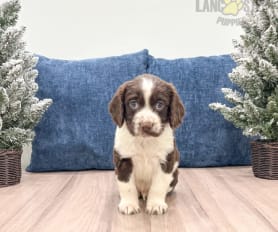 English Springer Spaniel Puppies for Sale Lancaster Puppies