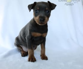 Miniature Pinscher Puppies for Sale Lancaster Puppies