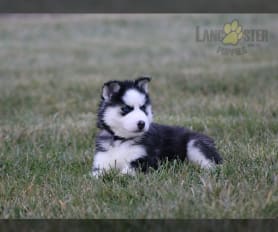 Siberian Husky Puppies for Sale Lancaster Puppies