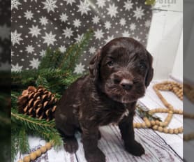 Kennel club labradoodle puppies for sale 2025