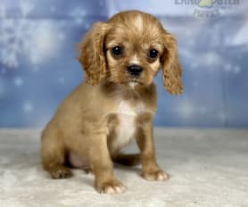 Toy cavalier king charles spaniel puppies for sale hot sale