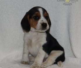 Tiny beagle puppies for sale online