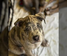 American Pit Bull Terrier Puppies for Sale Lancaster Puppies