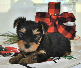 Pedigree yorkie puppies for sale shop