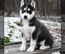 Siberian Husky Puppies for Sale Lancaster Puppies