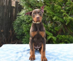 Pedigree doberman puppies for sale shop