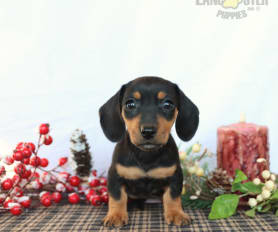 Dachshund Puppies for Sale Lancaster Puppies