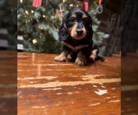 Weiner dog puppies for sale new arrivals