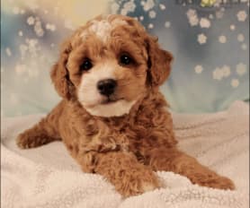 White mini poodle for sale sales
