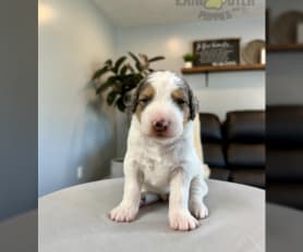 Small designer dogs store