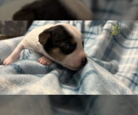 Teddy roosevelt puppies for sale top