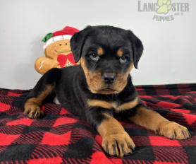 Rottweiler Puppies for Sale Lancaster Puppies