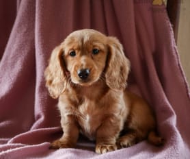 Miniature Dachshund Puppies for Sale Lancaster Puppies