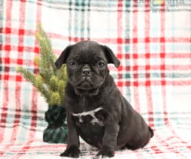 Pug Puppies for Sale Lancaster Puppies