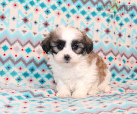 Teddy Bear Puppies for Sale Lancaster Puppies